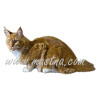 Samolepka kočka mainská, maine coon