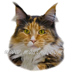 Samolepka kočka mainská, maine coon