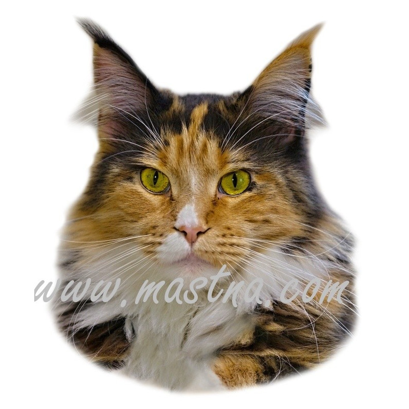 Samolepka kočka mainská, maine coon