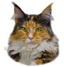 Samolepka kočka mainská, maine coon
