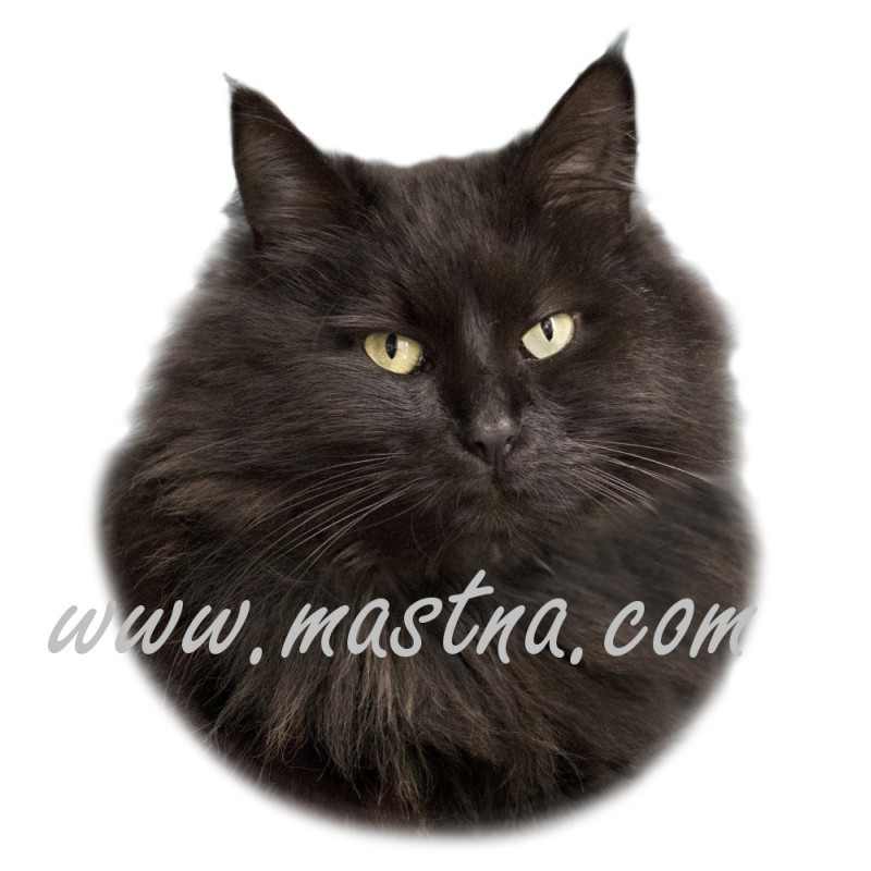 Samolepka kočka černá dlouhosrstá