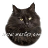 Samolepka kočka černá dlouhosrstá