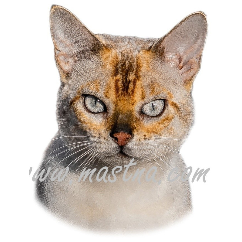 Samolepka kočka bengálská