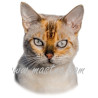 Samolepka kočka bengálská