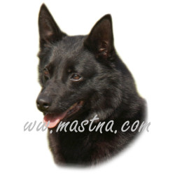 Samolepka australská kelpie