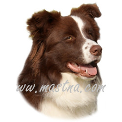 Samolepka border kolie