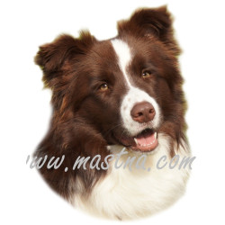 Samolepka border kolie