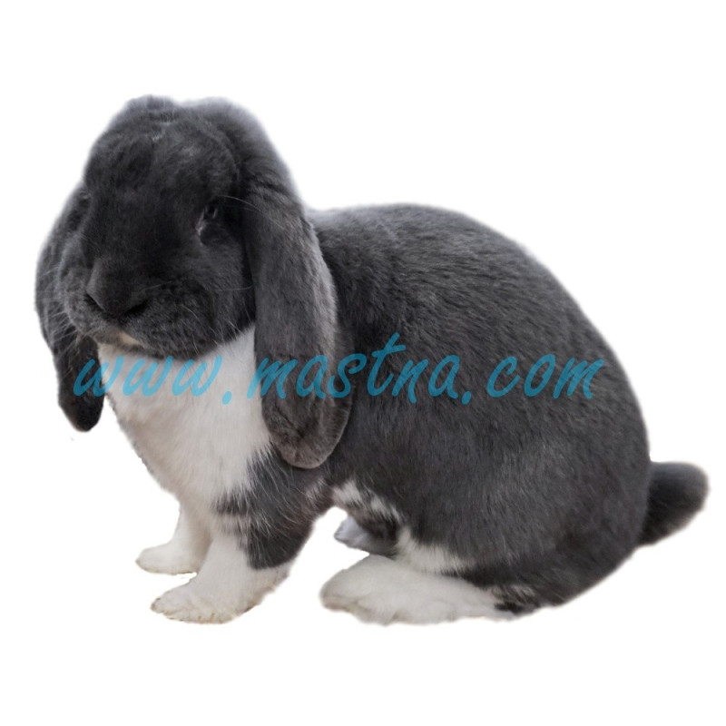 Samolepka králík beran francouzský