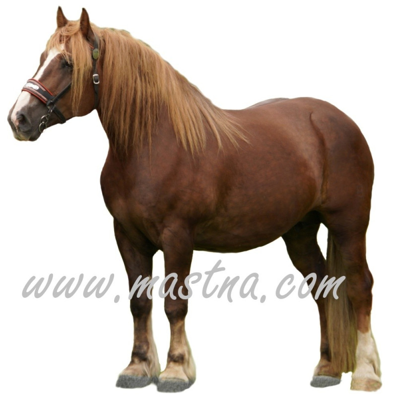 Samolepka českomoravský belgik, klisna Bona, kůň, koně