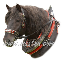 Samolepka českomoravský belgik, Miran 2, koně