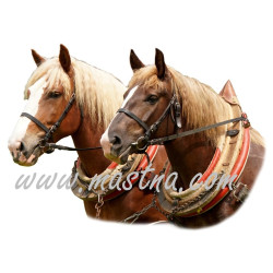 Samolepka chladnokrevníci, koně