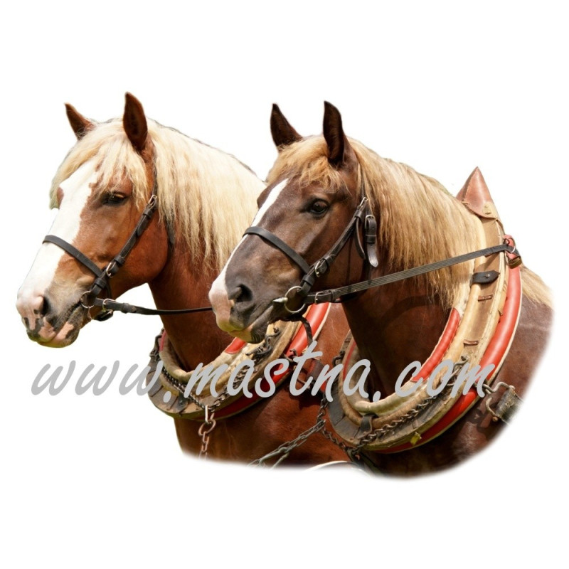 Samolepka chladnokrevníci, koně