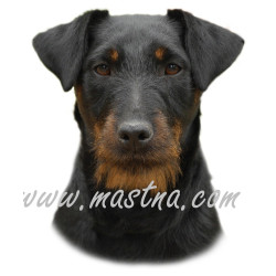 Samolepka jagdteriér, německý lovecký teriér