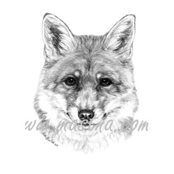 Obraz liška, tužka - tisk