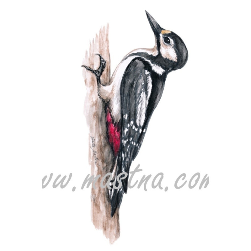 Obraz strakapoud velký, pták, akvarel - tisk