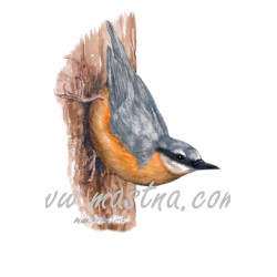 Obraz brhlík lesní, ptáci, akvarel - tisk