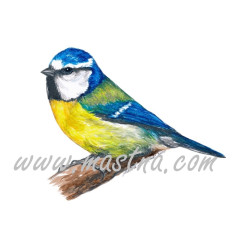 Obraz sýkorka modřinka, ptáci, akvarel - tisk