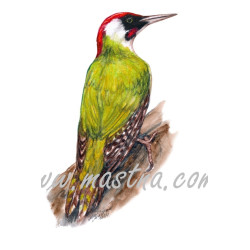 Obraz žluna zelená, ptáci, akvarel - tisk