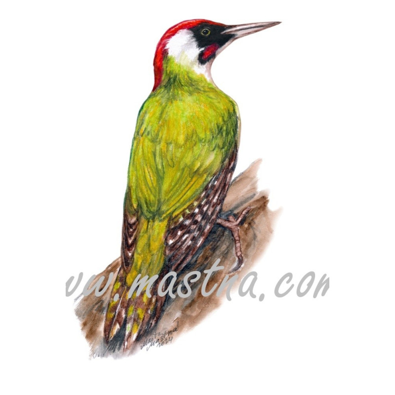 Obraz žluna zelená, ptáci, akvarel - tisk