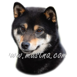 Samolepka šiba, shiba inu