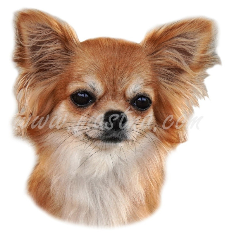 Samolepka čivava, chihuahua