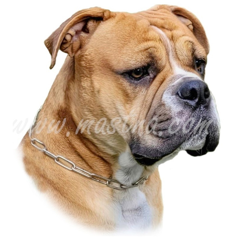 Samolepka buldok kontinentální