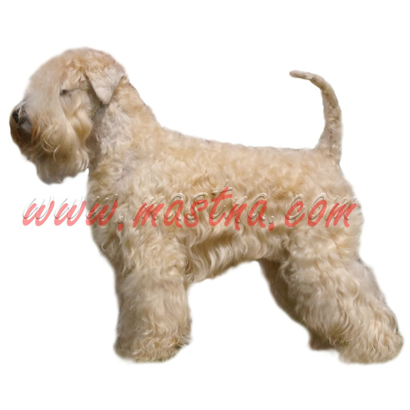 Samolepka pšeničný teriér, soft coated wheaten terrier200