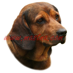 Samolepka braka, brakýř alpský jezevčíkovitý 548