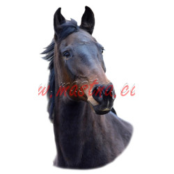 Samolepka teplokrevník Del Lady, koně