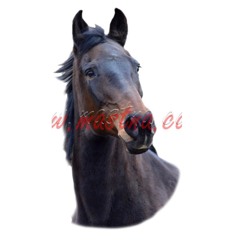 Samolepka teplokrevník Del Lady, koně