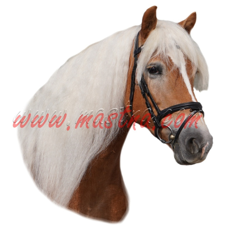 Samolepka fjordský kůň, koně, fjordling