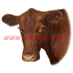 Samolepka skot, kráva, limousine