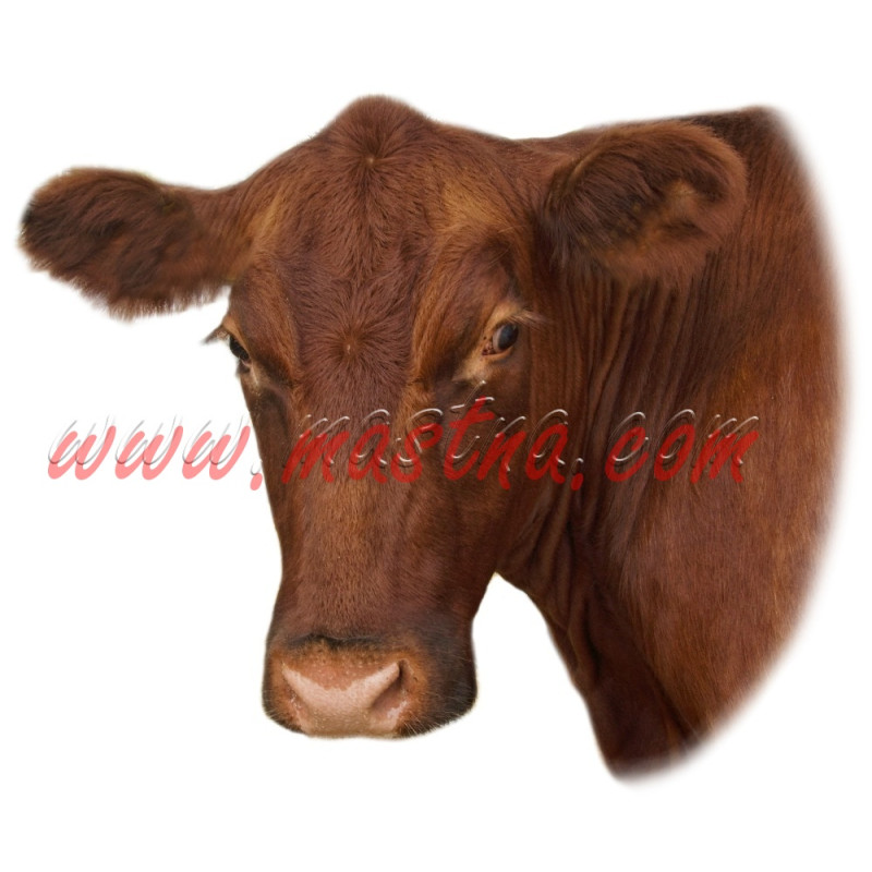 Samolepka skot, kráva, limousine