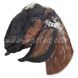 Samolepka koza anglonubijská tmavá, profil