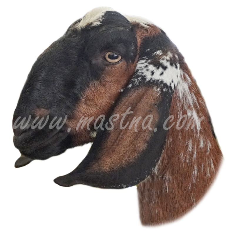 Samolepka koza anglonubijská tmavá, profil