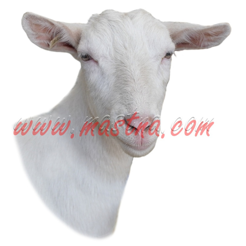 Samolepka koza bílá krátkosrstá bezrohá