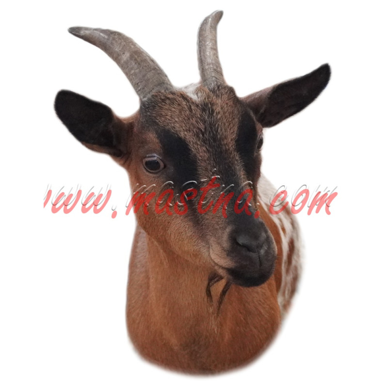 Samolepka koza zakrslá holandská