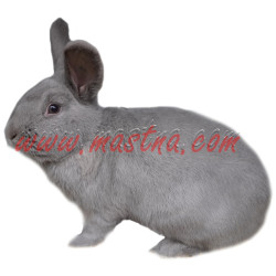 Samolepka králík marburský