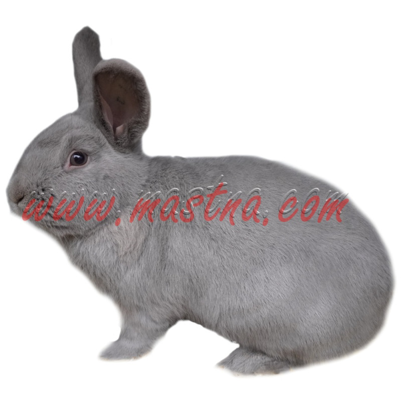 Samolepka králík marburský