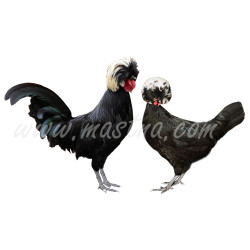 Samolepka slepice holandská chocholatá, drůbež