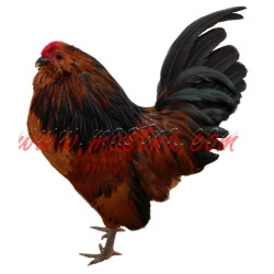 Samolepka antverpský vousáč koroptví, kohout, drůbež