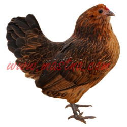 Samolepka antverpský vousáč koroptví, slepice, drůbež