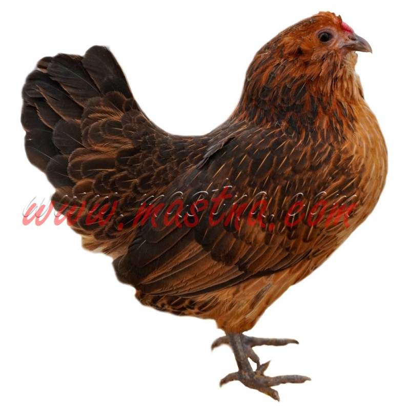 Samolepka antverpský vousáč koroptví, slepice, drůbež