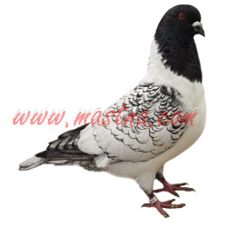 Samolepka holub moravský pštros černý šupkatý