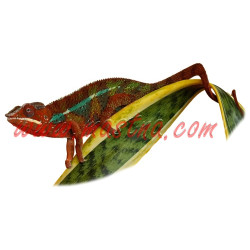 Samolepka chameleon pardálí