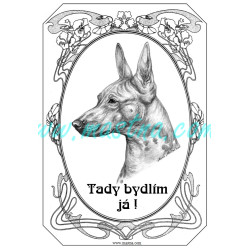 Cedulka americký bezsrstý teriér, naháč secesní