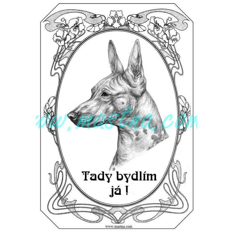 Cedulka americký bezsrstý teriér, naháč secesní