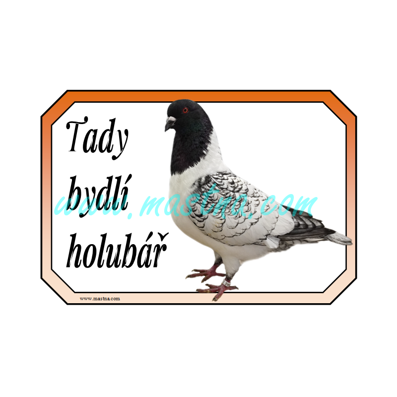 Holub moravský pštros černý šupkatý, cedulka