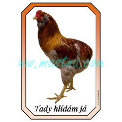 Araukana kohout, cedulka drůbež hlídám