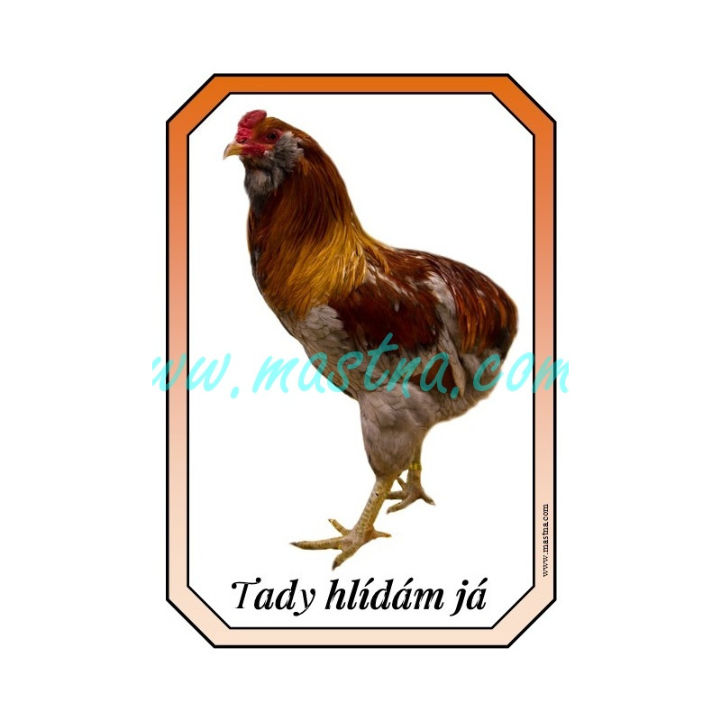 Araukana kohout, cedulka drůbež hlídám